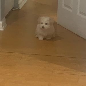 Meet your Posher, Rina